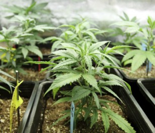 Kamień. Uprawa marihuany w szafie, 22-latka z zarzutami