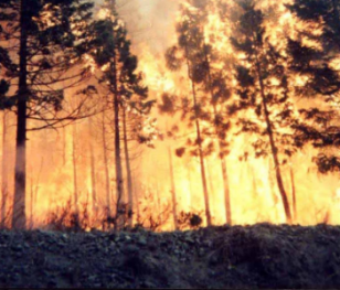 Plażowicze wskazali Polaka. Jest podejrzany o wywołanie pożaru