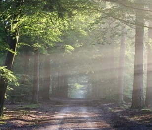 Тисяча дерев на хвилину: Польща – лідер врівноваженої лісової економіки