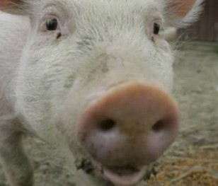 Виявили чергові осередки чуми свиней