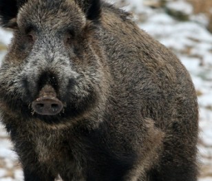 Німеччина зводить стіну на кордоні з Польщею