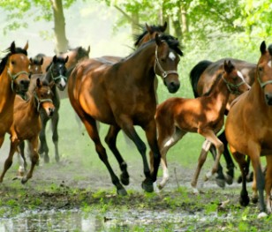 Za 13 koni kupcy zapłacili 1 mln 331 tys. euro
