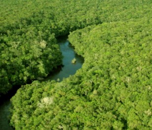 Katastrofalne skutki pożarów lasów Amazonii