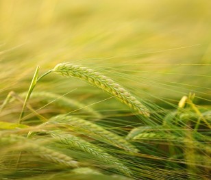 Зустріч міністрів рільництва ЄС