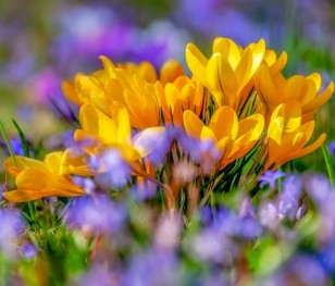 Astronomiczna wiosna 2026 już za chwilę