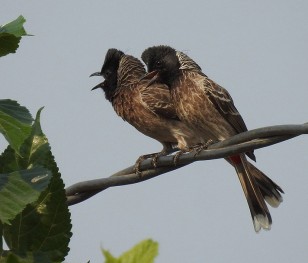 Pisklęta w miastach mają trudności z nauką śpiewu. Wszystko za sprawą hałasu