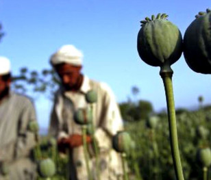 Cena opium w Afganistanie wzrosła trzykrotnie
