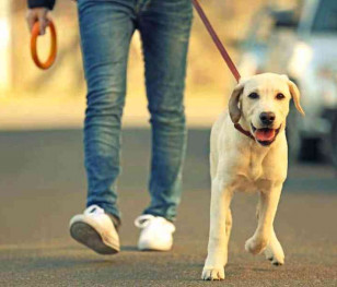 Zakaz trzymania psów na uwięzi