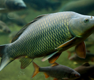 Більшість поляків підтримують заборону продажу живих коропів