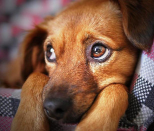 100 tysięcy złotych kary dla właściciela psa za trzymanie go na łańcuchu