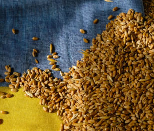 Польща не скасовуватиме до кінця року заборону на імпорт українського зерна