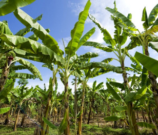 Klimat niszczy ulubiony owoc świata. To koniec bananów?