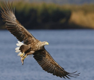 Wojenna wędrówka ptaków. Orliki musiały zmienić trasę