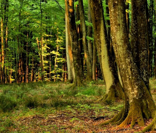 У Польщі планують створити нові заповідники