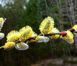Nadciąga fala ciepła. Zima jednak nie odpuszcza