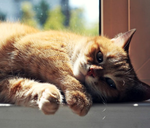 Więcej kotów niż obywateli. Mruczący problem Cypru