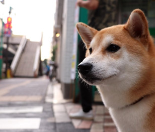 Stolica Turcji wprowadza zakaz. Tego nie mogą robić turyści