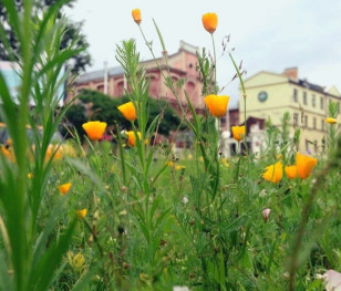 Oslo na szczycie listy najbardziej zielonych miast świata