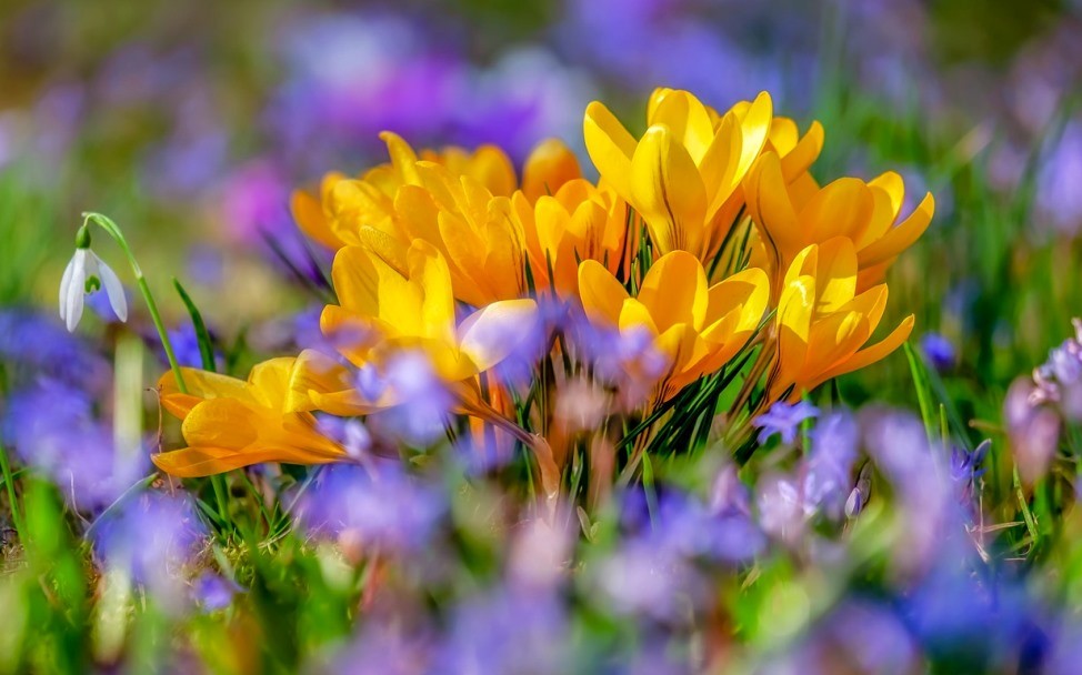 Astronomiczna wiosna 2026 już za chwilę